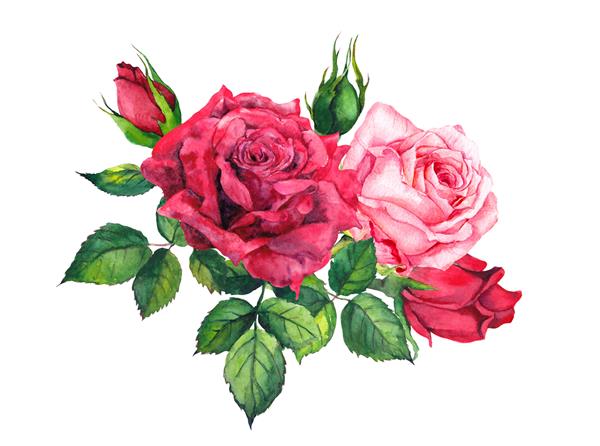 گل رز قرمز و صورتی - ترکیب گل آبرنگ برای کارت عروسی