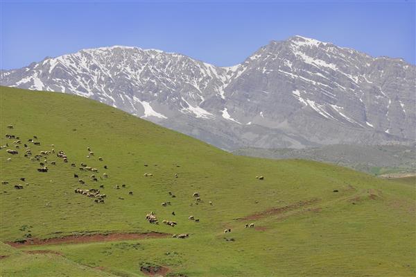 چرای گوسفندان در مراتع سرسبز رشته کوه قالیکوه
