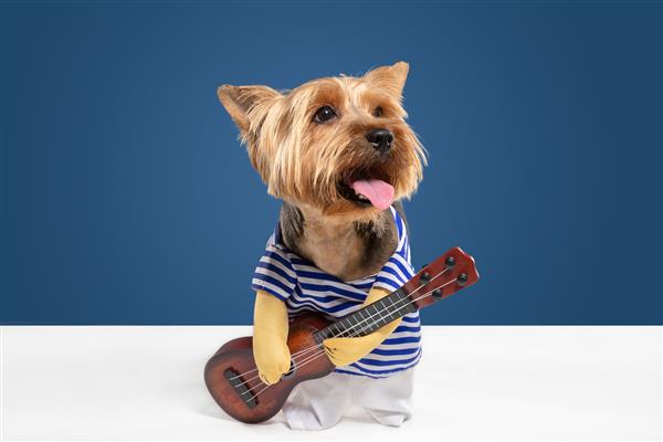 گیتاریست نوازنده سگ یورکشایر تریر در حال ژست گرفتن است سگ کوچولو یا حیوان خانگی مشکی قهوه ای بازیگوش بامزه در حال بازی در پس زمینه آبی استودیو مفهوم حرکت عمل حرکت عشق به حیوانات خانگی خوشحال خنده دار به نظر می رسد