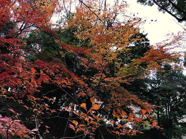 چشم انداز طبیعت برگ های قرمز پاییزی