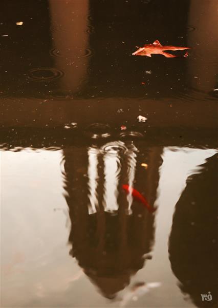 تصویر ارامگاه ابن سینا درون آب و ماهی قرمز عکس هنری