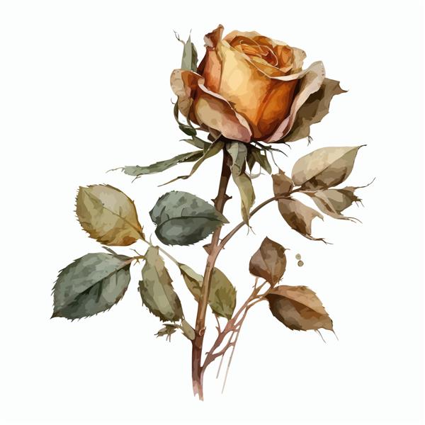 تصویر گل رز با آبرنگ تصویر دستی جدا شده روی پس زمینه سفید به سبک بوهو