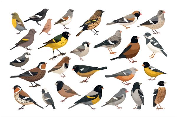 پرندگان معمولی جدا شده در تصویر برداری کارتونی پس زمینه