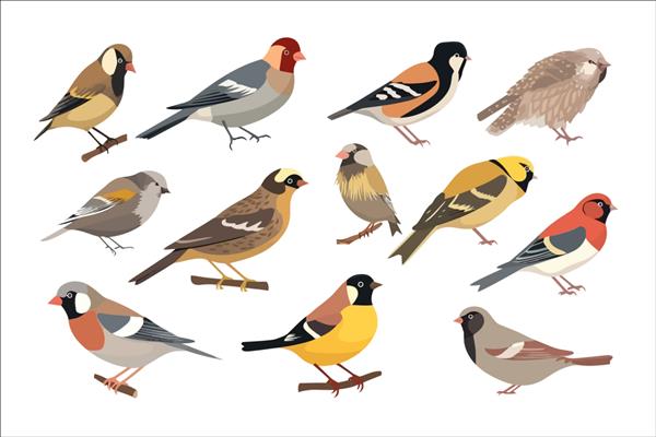 پرندگان معمولی جدا شده در تصویر برداری کارتونی پس زمینه