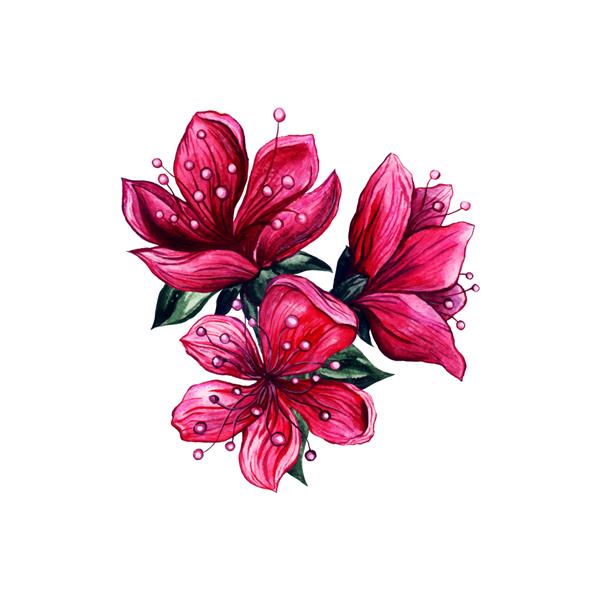 آبرنگ گل صورتی شکوفه آلو ژاپنی