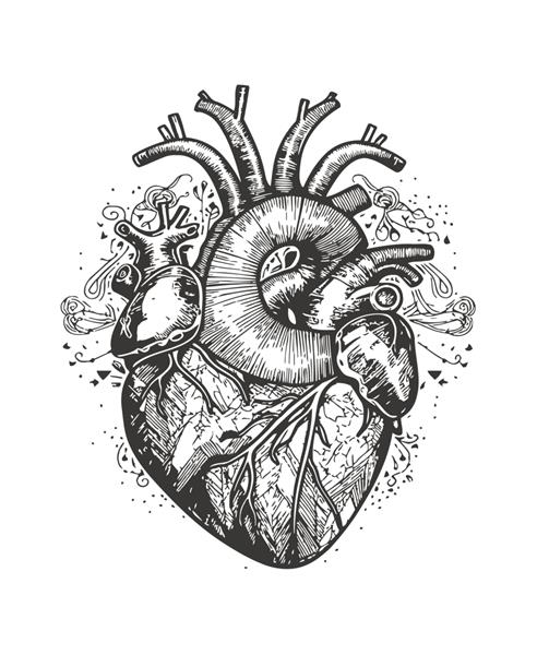 قلب انسان در سیاه و سفید طرحی با دست که بر روی تصویر برداری پس زمینه سفید برجسته شده است