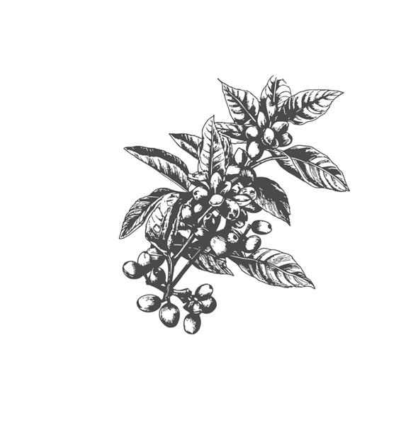 شاخه قهوه با برگ‌های سیاه و سفید طرحی با دست که بر روی تصویر برداری پس‌زمینه سفید برجسته شده است
