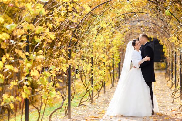 زن و شوهر عروس زیر تاکستان با برگ های زرد در آغوش گرفته اند