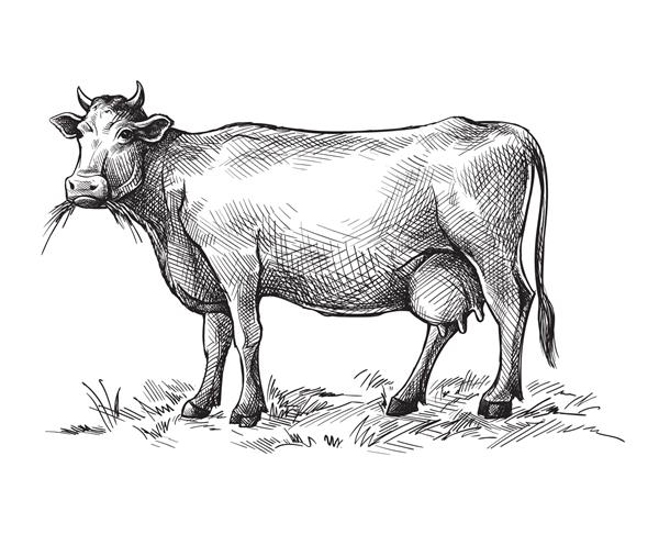 طرح های گاو که با دست کشیده شده اند دام گاو تصویر وکتور چرای حیوانات