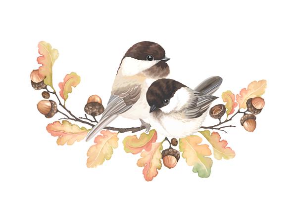 دکور پاییزی زیبا با پرندگان Chickadee کلاهک سیاه بلوط شاخه و برگ بلوط تصویر جدا شده وکتور به سبک آبرنگ قدیمی