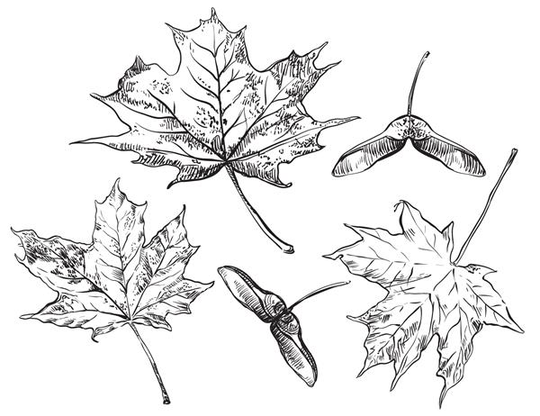وکتور مجموعه طراحی دستی پاییزی از برگ ها و دانه های درخت افرا در پس زمینه سفید هنر خط پاییزی شاخ و برگ تصویر سهام