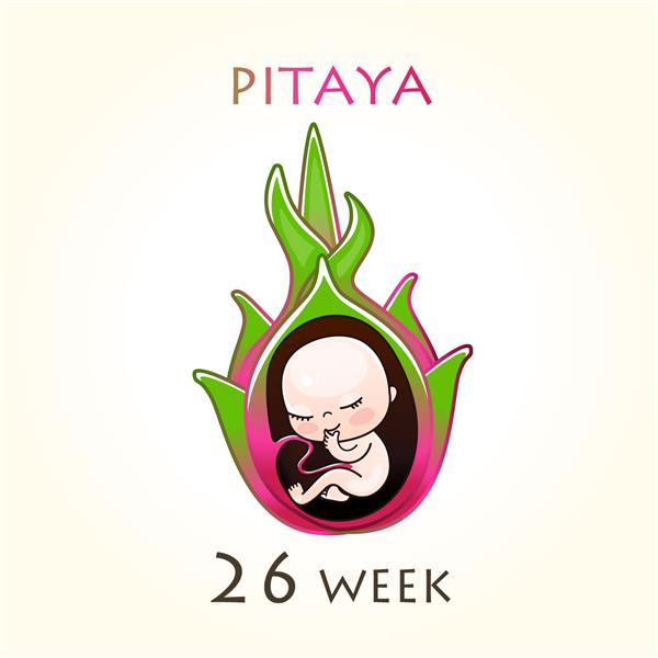 مراحل رشد بارداری اندازه جنین برای هفته ها جنین انسان در داخل رحم هفته 26 از هفته 42 بارداری تصاویر وکتور پیتایا