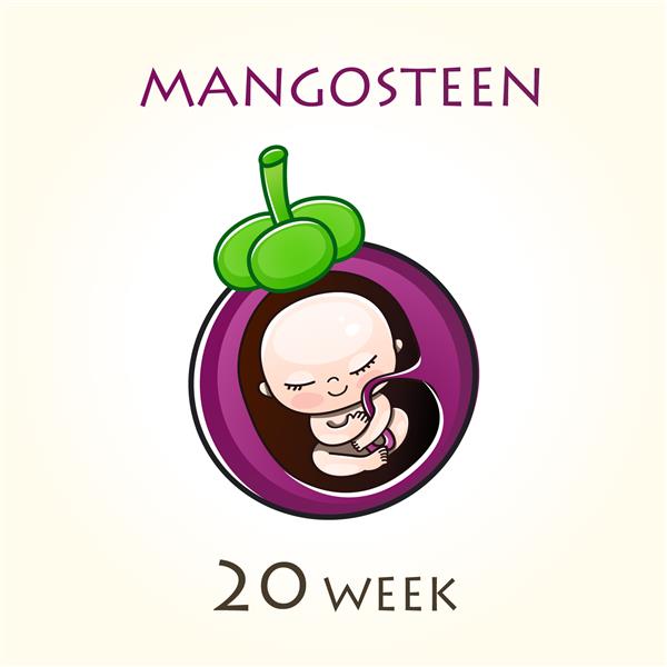 مراحل رشد بارداری اندازه جنین برای هفته ها جنین انسان در داخل رحم هفته 20 از هفته 42 بارداری تصاویر وکتور ترنجبین