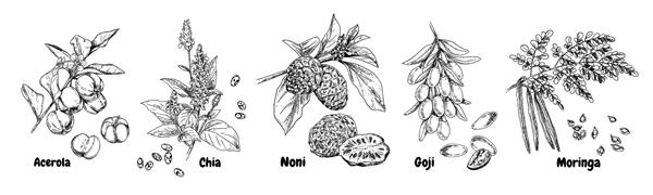 گیاهان فوق‌العاده‌ای که با دست طراحی شده‌اند - آسرولا چیا نونی گوجی و مورینگا طرح وکتور به سبک یکپارچهسازی با سیستمعامل جدا شده در پس زمینه سفید