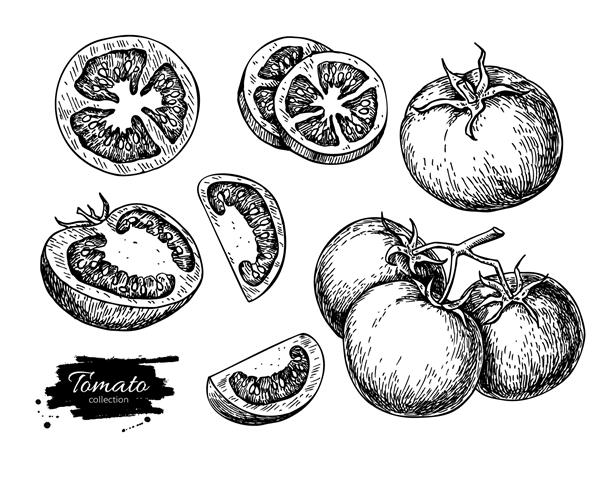 مجموعه طراحی وکتور گوجه فرنگی گوجه فرنگی جدا شده سبزیجات تکه تکه شده روی شاخه تصویرسازی سبک حکاکی شده طرح دقیق غذای گیاهی محصول بازار کشاورزی