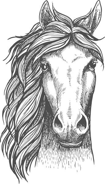 نماد طرح نریان عربی زیبا برای نماد پرورش اسب طرح نماد باشگاه سوارکاری یا سوارکاری نمای جلوی سر یک اسب اصیل با گوش های هوشیار