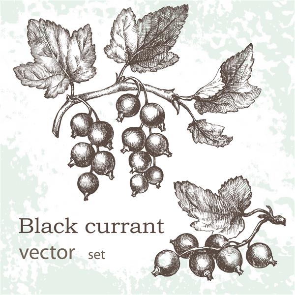 شاخه ای از توت سیاه با انواع توت ها دست کشیده پس زمینه گرنج نقاشی گیاه شناسی