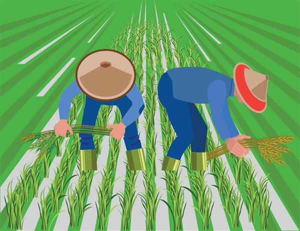 کشاورزان در شالیزار برنج برداشت می کنند تصویر برداری