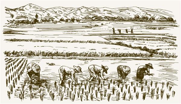 کشاورزان آسیایی که در مزرعه کار می کنند تصویر کشیده شده با دست برداشت برنج
