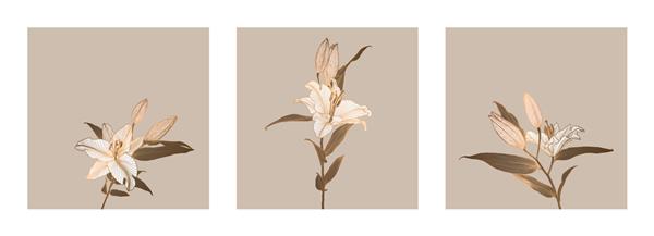 مجموعه‌ای از قاب‌های طرح‌های خطی گل‌های سوسن با طرح‌های فلزی برنزی به رنگ‌های قهوه‌ای خنثی سفید صورتی طراحی برای چاپ پوستر جلد بنر پارچه دعوت نامه کارت پستال و بسته بندی