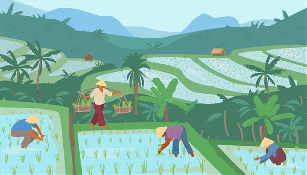 برنج‌زارهای آسیایی پلکانی در کوه‌ها با کارگرانی که کلاه‌های حصیری مخروطی دارند کشاورزی سنتی تصویر برداری