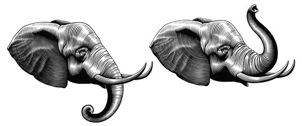 سر فیل تصویر دقیق هنری قابل ویرایش وکتور حکاکی قدیمی جدا شده در پس زمینه سفید 8 EPS