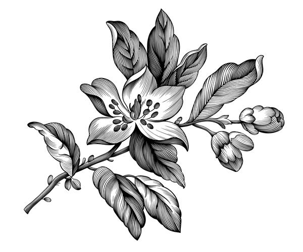 شکوفه سیب وینتیج شاخه گل بهاری رز گل گیلاس ساکورا تصویر سیاه و سفید گیاه شناسی ویکتوریایی وکتور حکاکی شده با الگوی یکپارچهسازی با سیستمعامل شکوفه گیاه شناسی خالکوبی باروک طرح فیلیگر