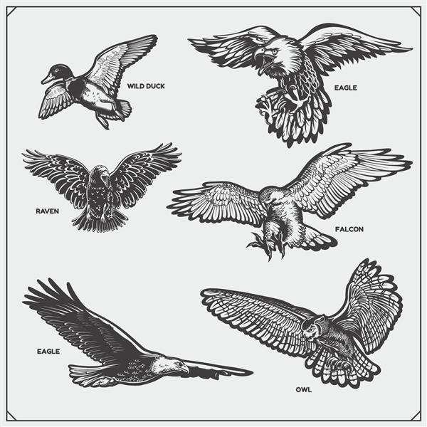 مجموعه ای از پرندگان کلاغ عقاب جغد شاهین شاهین و اردک