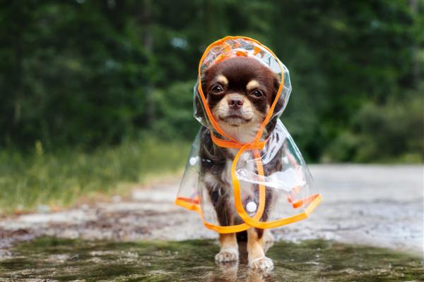 سگ چیهواهوا بامزه ای که با بارانی در فضای باز کنار یک گودال ژست گرفته است