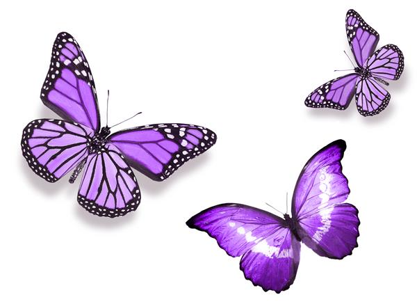 پروانه های سه رنگ جدا شده در پس زمینه سفید
