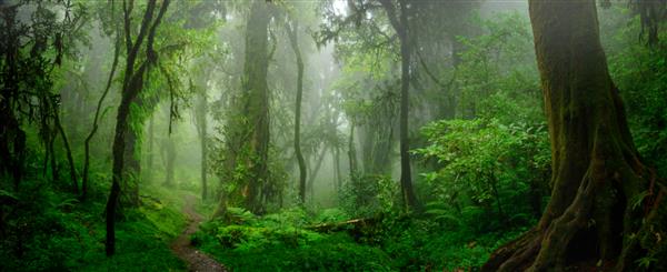 جنگل های استوایی عمیق جنوب شرقی آسیا در ماه اوت