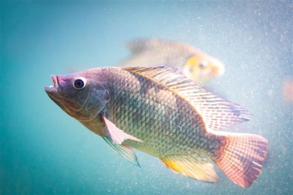 ماهی غواصی در زیر آب ماهی تیلاپیا نیل گونه ای از تیلاپیا است از نظر تجاری به عنوان غذای ماهی اهمیت دارد و همچنین پرورش داده می شود در زیر برکه شنا می کند از نظر تجاری به عنوان ماهی انبه نیز شناخته می شود