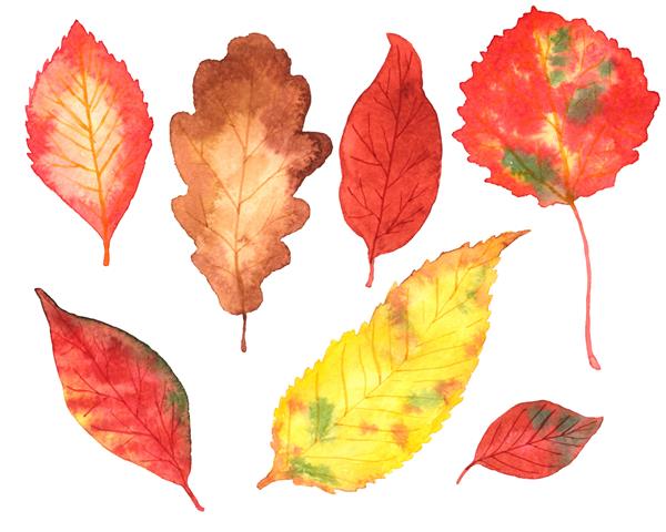 مجموعه تصویرسازی آبرنگ از برگ های مختلف پاییزی تصویرسازی دست ساز