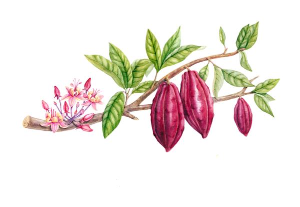تصویر گیاه شناسی مجموعه شاخه های کاکائو آبرنگ جدا شده در پس زمینه سفید