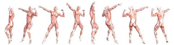 مجموعه سیستم عضلانی بدن انسان بدون پوست سالم آناتومی مفهومی مرد جوان ورزشکار که برای آموزش ورزش تناسب اندام پزشکی جدا شده در پس زمینه سفید ژست گرفته است تصویر سه بعدی علوم زیست شناسی