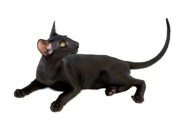 بچه گربه کوچک گربه شرقی اصیل سیاه که در پس زمینه سفید جدا شده است