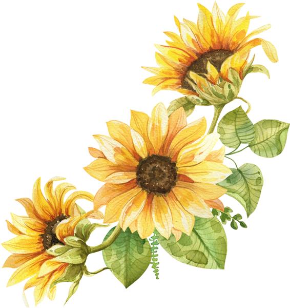 دسته گل آفتابگردان با آبرنگ ترکیب نقاشی شده با دست