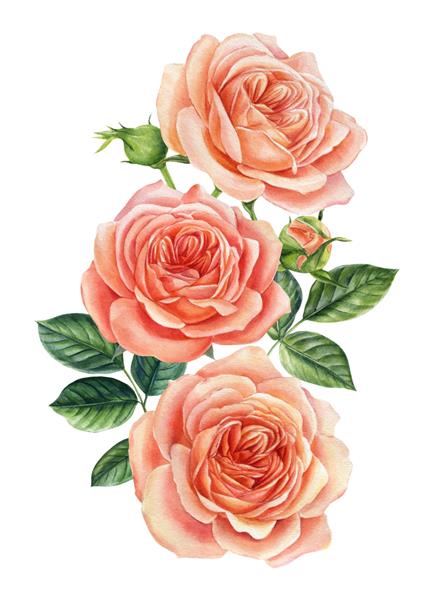 تصویرسازی آبرنگ دسته گل رز گل رز جدا شده روی سفید