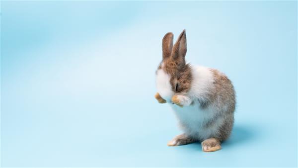 خرگوش کرمی-سفید خرگوش خرگوش دوست داشتنی روی دو پا می ایستد صورت گوش ها بدن را تمیز می کند بو می کشد به اطراف نگاه می کند روی پس زمینه صفحه آبی خرگوش کرکی ناز مفهوم حیوان دوست داشتنی