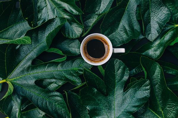 نمای نزدیک از قهوه در فنجان سفید وقت قهوه قهوه و برگ های سبز تیره در پس زمینه سیاه با فضای خالی برای متن شاخ و برگ تخت دراز کشید نمای بالای سر زمان بهار نمای بالا