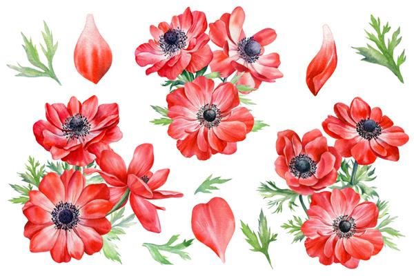 گل تابستانی گل های شقایق برگ ها را تنظیم کنید تصویر گل آبرنگ گیاه شناسی برای طراحی