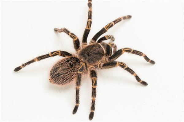 Grammostola pulchripes تارانتورای زانوی طلایی در زمینه سفید