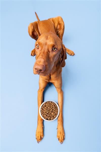 عکس استودیو غذای سگ سگ ویزلا با کاسه ای پر از کیبل جدا شده روی پس زمینه آبی پاستلی مفهوم غذای خشک حیوانات خانگی