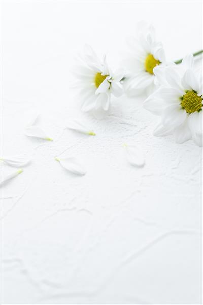 گل داوودی سفید کارت پستال در سوگ