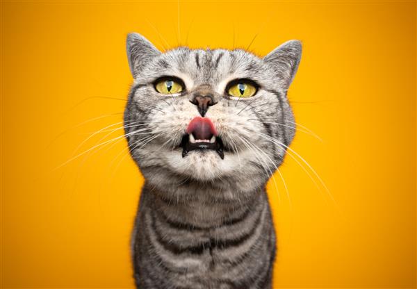 گربه بریتانیایی گرسنه نقره‌ای گرسنه با چشم‌های زرد که زبانش را بیرون آورده و به دنبال تنقلات روی پس‌زمینه زرد می‌گردد