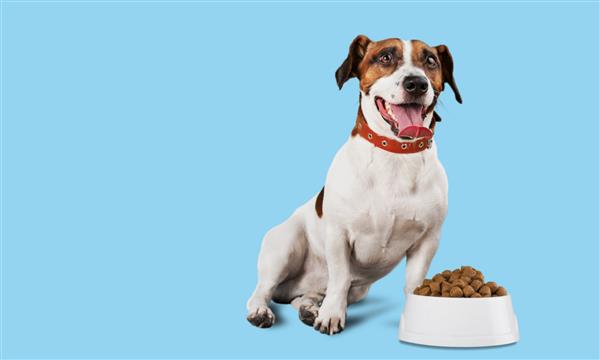 سگ با کاسه پر از غذا مفهوم غذای خشک حیوانات خانگی