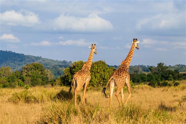 یک جفت زرافه در حال قدم زدن در منطقه حفاظت شده Ngorongoro در تانزانیا حیات وحش آفریقا