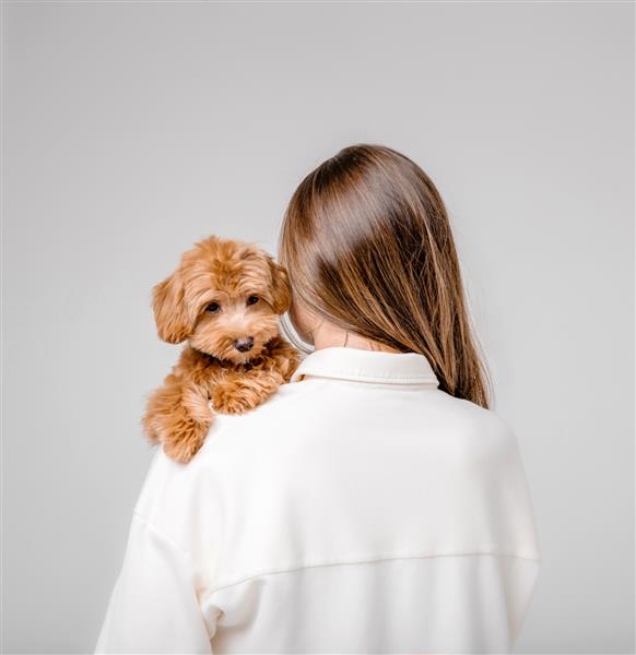 سگ مالتیپو ترکیب پودل و مالتیز شایان ستایش توله سگ با زنان بنر دامپزشکی حیوان خانگی سالم کلینیک دامپزشکی