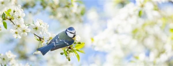 پرنده کوچک روی شاخه درخت گیلاس شکوفه نشسته است دختر آبی زمان بهار