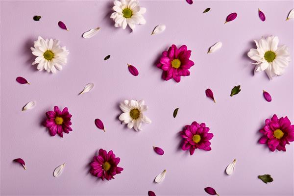 ترکیب گل های زیبا الگوی گل داوودی گل های بهاری و تابستانی در زمینه صورتی تخت خواب نمای بالا فضای کپی شکوفه مفهوم فلور